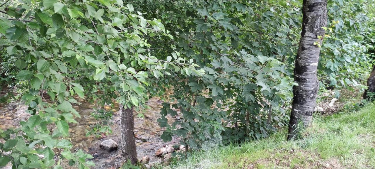 Apartmani Vuk 1 Kolašin Buitenkant foto